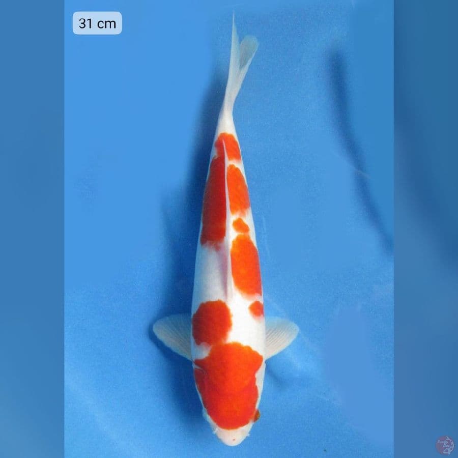 Kohaku - 31 male