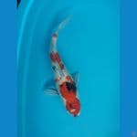 showa gindrin 40 cm