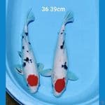 Original Tancho sanke 36 39cm