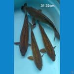 Chagoi ginrin 4 ekor 31 32cm