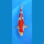 sandan kuhaku 33cm ml