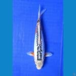 SHUSUI 28 CM