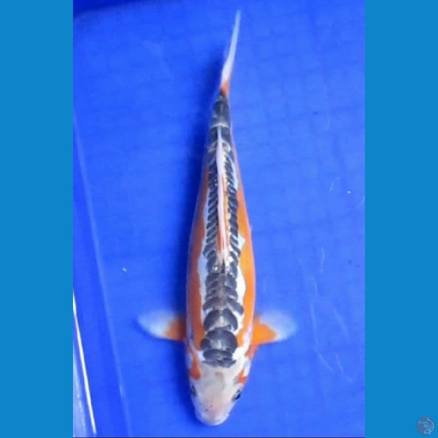 HANA SHUSUI 28 CM