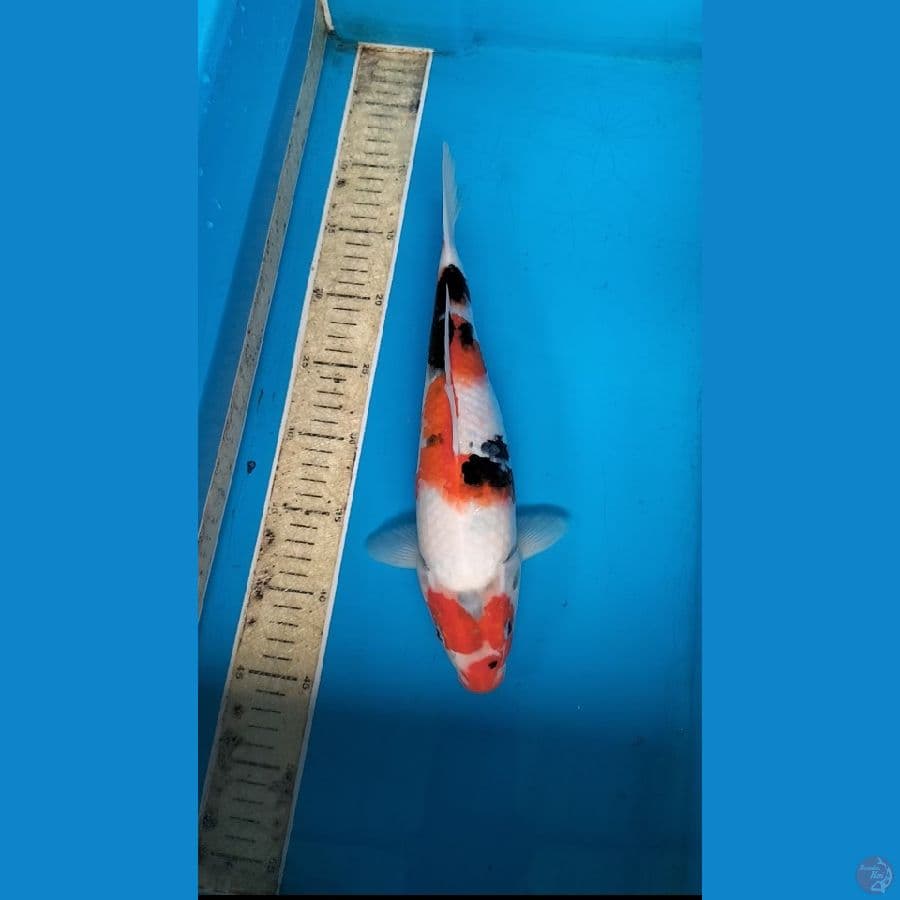 Showa 33cm betina
