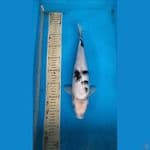Shiro gindrin 33cm betina