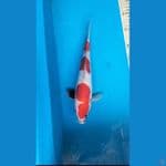 Soitsu 30cm.M