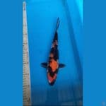 showa gindrin 32cm.F