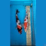 2ekor showa  31,33cm