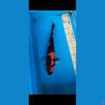 HiShowa 38cm F