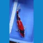 Showa jantann 45cm