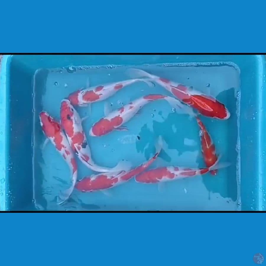 kohaku