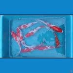 kohaku
