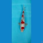 KOHAKU GOOD SKIN 27 CM