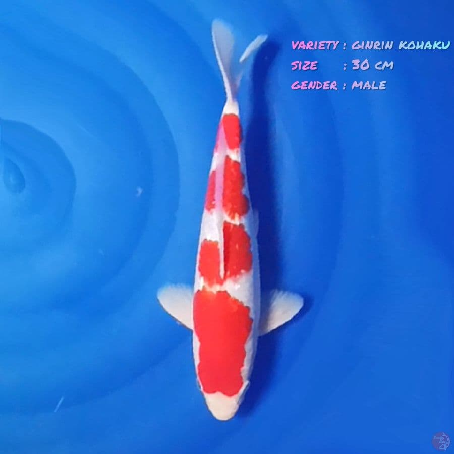 2.30cm Ginrin kohaku male 