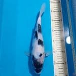 SHIRO 31 CM