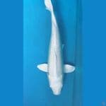platinum jumbo 50cm  jantan 