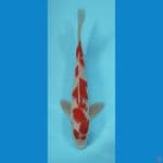 KOHAKU 31 CM