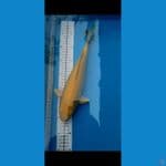 KARASI BREDER MADINA AZIZ Calon Joss