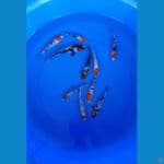 tanco showa,sanke sisik mix doit 10-18cm origynal