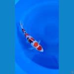32cm sanke kualitas