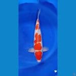 kohaku
