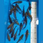 CHAGOI GINDRIN 12-14 CM 22 EKOR