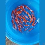 mix kohaku 15-20cm