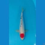 original tancho doitsu ±37cm