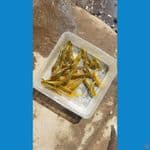 Bibitan polosan Mix full ginrin 30ekor 7-11cm grad A