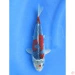 Red Ghosiki - 25cm