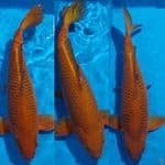 CHAGOI TEMBAGA PUNUK BULKY ALL JANTAN 40 45 50 CM
