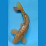 Spesial Dragon ginrin 42cm