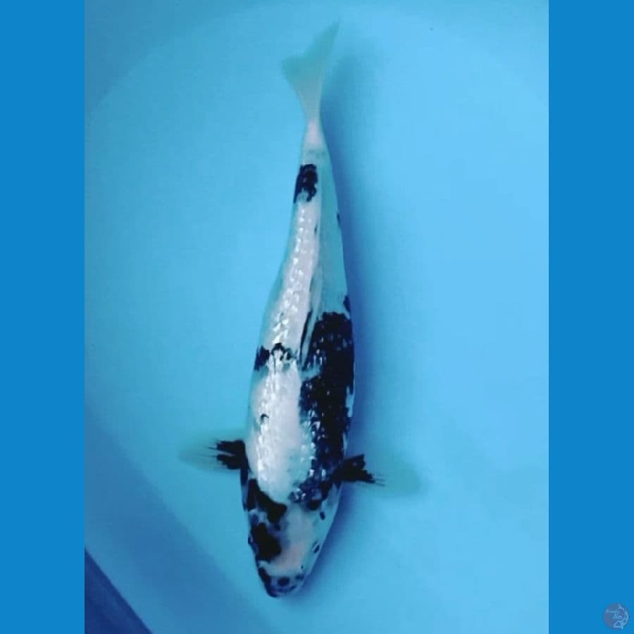 Shiro ginrin 34cm