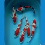 6 ekor kohaku dan Showa 31 32cm