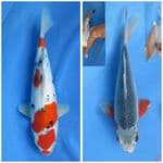 Paket Sanke 38cm + Asagi 20cm 