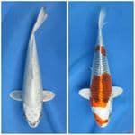 Paket SQ , 42cm 30cm 