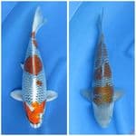 Paket SQ 35cm