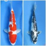 Paket Kohaku 33cm Shiro ginrin 24cm