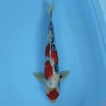 maruten showa 28cm/male