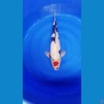 Tancho showa male 52cm original jumbo