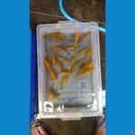 Paket polosan mix fuull ginrin 20ekor 12-14cm grad A bakat jumbo