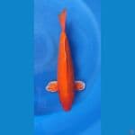 orenji ml 45cm