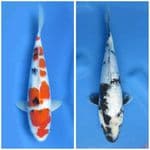Paket Hemat 35 - 27cm