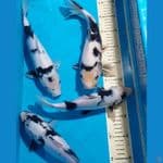 SHIRO 26-31 CM 