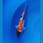 kikokuryu jantan 32cm