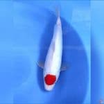 Tancho Kohaku jantan 35cm