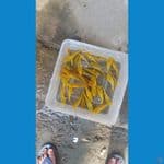 Bibitan polosan mix fuull ginrin 30ekor grad A ukuran 6-8cm bakat JUMBO 