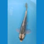 Kawari ginrin 32cm