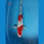 kohaku 50 cm