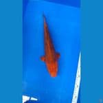 Karamel 36cm male bakat jumbo kwalitas joosss 